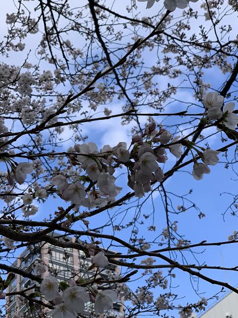 目黒川の桜